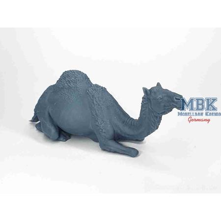 Sitting camel (Dromedary)