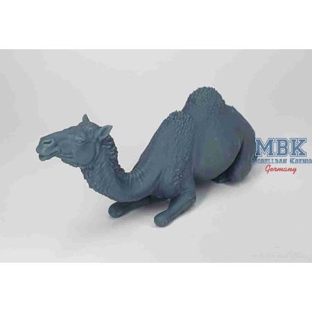 Sitting camel (Dromedary)