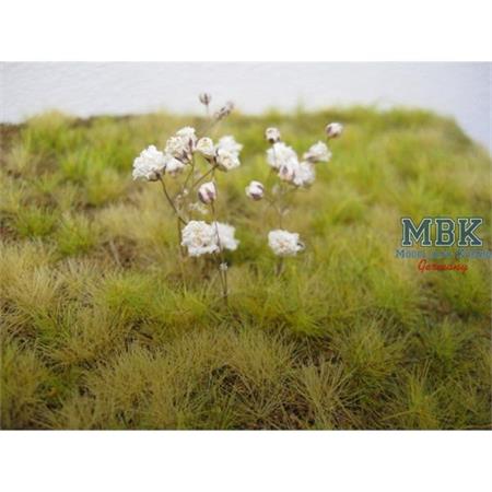 Small White Natural Flowers