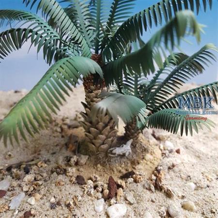 Young Date Palm set