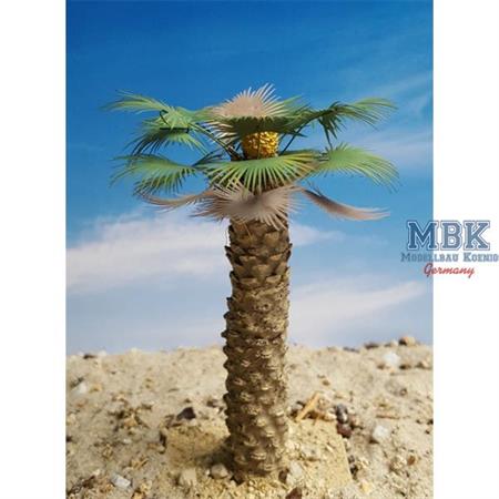 Thick Desert Fan Palm