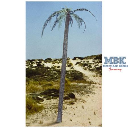 Palm Tree - Palme