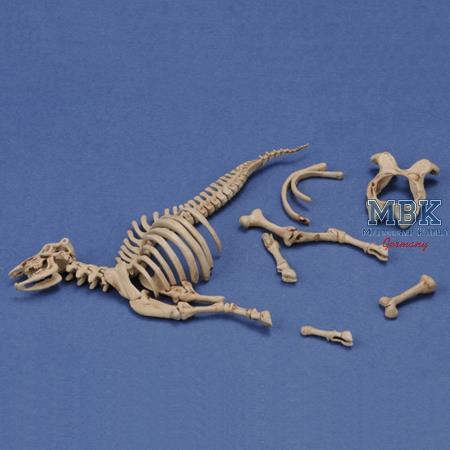 Cow skeleton n.3 (1:35)