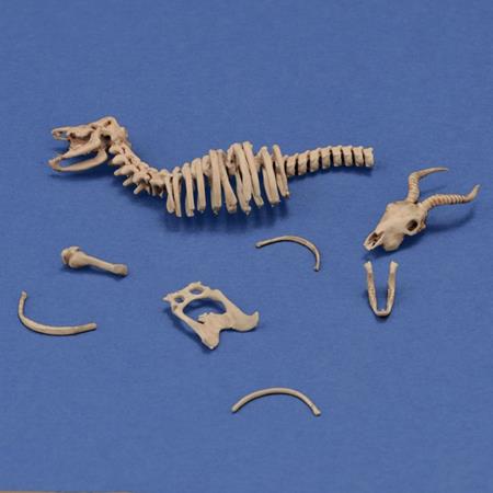 Antelope skeleton (1:35)