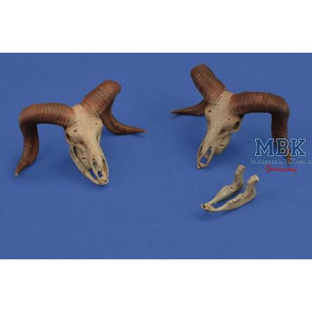 Mufflon Schädel / Skulls 1:35  3d printed