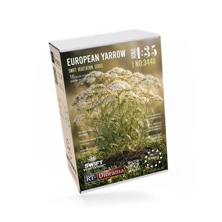 European Yarrow / Schafgarbe