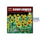 Sonnenblumen - Sunflowers
