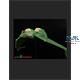 U.S.S. Grissom & Klingon Bird of Prey 1:1000