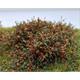 Busch Herbst Braun DIN A6