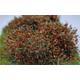 Busch Herbst Braun DIN A6