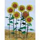 Sun Flower - Sonnenblumen