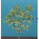 Lime Tree (1/35 scale)