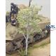 White Birch (1/35)