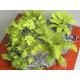 Jungle Plant