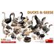 Ducks & Geese