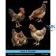 Hens & Rooster