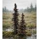Abgestorbene Fichten / Dead Spruce Trees (2 pcs.)