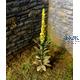 Königskerze / Mullein  (1:35)