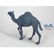 Walking camel (Dromedary)