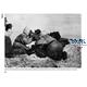 PAK: A Photo Study of German Anti-Tank Weapons