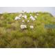 Small White Natural Flowers