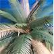 Palm Leaves - Type 2 / Palmenblätter