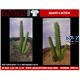 Giant cactus set
