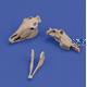 Horse Skulls 1:35 3d printed