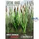 Cattail Grass / Schilf