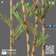 SwiftVegetation: Bamboo