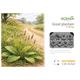 Great Plantain / Wegerich