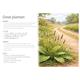 Great Plantain / Wegerich
