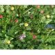 Wiesenblumen / Meadow flowers 1/35